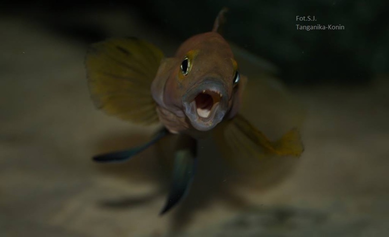 Neolamprologus pectoralis